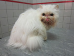 Snowy,witte pers van 6 jr heeft poly-artritits,obstipatie, spondylosis. Met acup,orthiflor en homeopathie stukken beter 